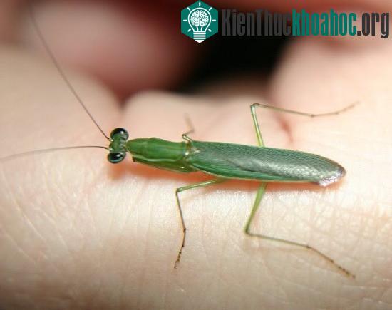 Bọ ngựa kiến trưởng thành có hình dạng không khác nhiều bọ ngựa thông trường.
