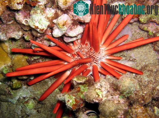 Cầu gai đá (Heterocentrotus mammillatus).