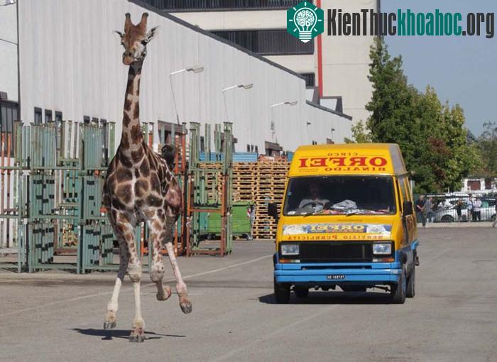 Con hươu cao cổ chạy tung tăng ngoài đường sau khi trốn thoát khỏi một rạp xiếc ở Italia.