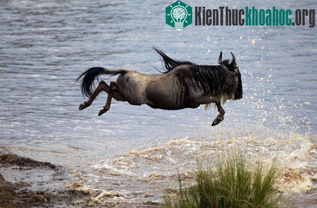 Cú phi thân ngoạn mục của linh dương đầu bò ở Masai Mara, Kenya