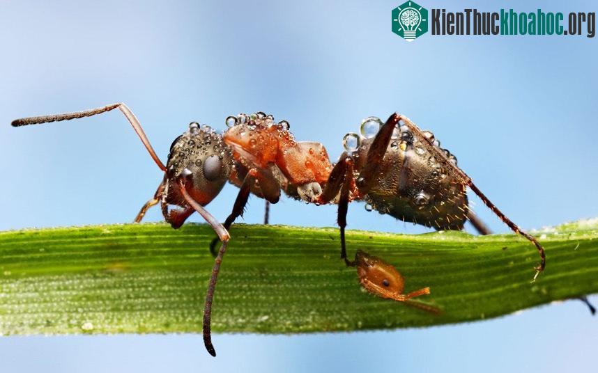 Một con kiến người đẫm sương đang tha mồi về tổ.