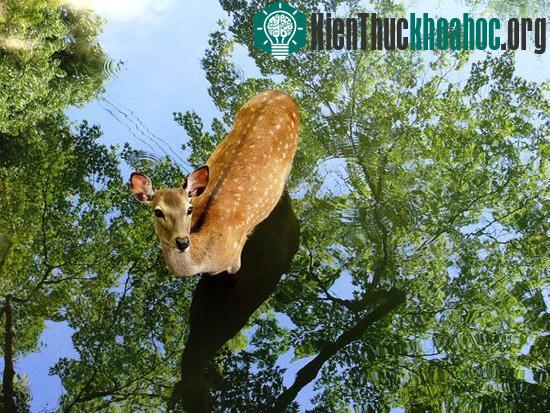 Một con hươu đứng trong một hồ nước phẳng lặng ở Nara (Nhật Bản). Tại đất nước Mặt trời mọc, hươu được coi là loài vật truyền thông điệp của Chúa trời. Ảnh: Angie Sin