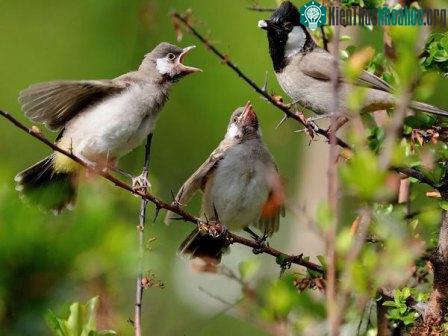 Thiên đường những đôi cánh sắc màu ảnh 9