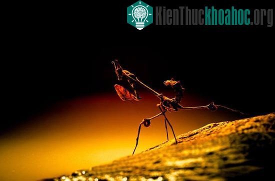 Một chú bọ ngựa trong một khung nền tuyệt đẹp.