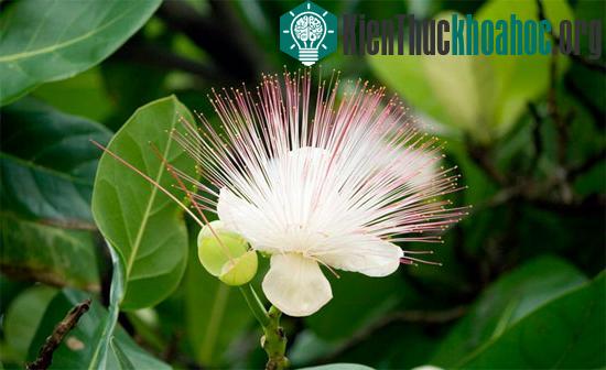 Được ngắm nhìn những đóa hoa bàng vuông giữa biển trời Trường Sa dù chỉ một lần trong đời là ước mong của hàng triệu người con đất Việt.&nbsp;