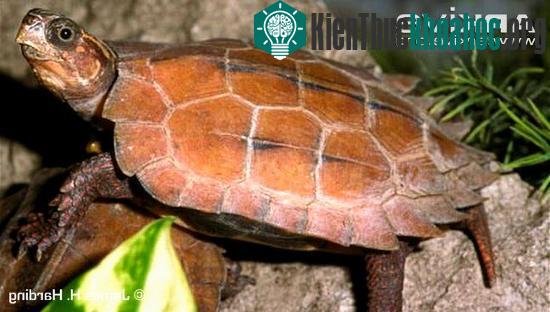 Do bị săn bắt quá mức mà số lượng rùa đất Spengleri hiện tại còn rất ít.