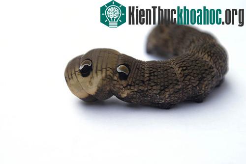 …đặc biệt là hai kẻ thù nguy hiểm của sâu là chim và thằn lằn.