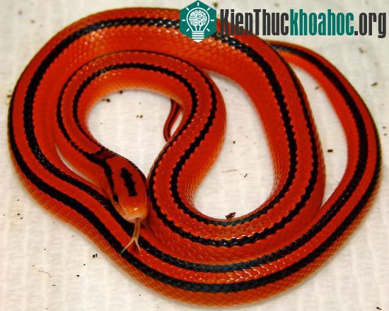 Chúng cần được bảo vệ để tránh rơi vào tình trạng nguy cấp như nhiều loài động vật khác.