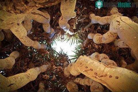 Người ta còn dùng vỏ cây máu rồng để bào chế mỹ phẩm.