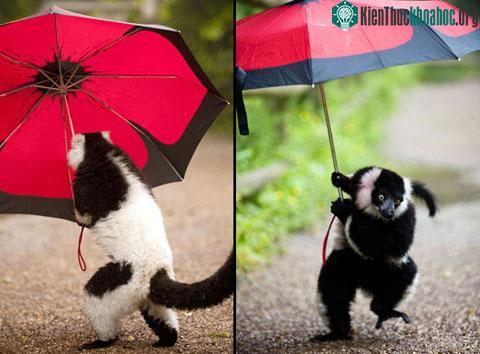 Vượn cáo cầm ô của một khách tham quan trong vườn thú thành phố Dudley, Anh. (Ảnh: Rex Features)