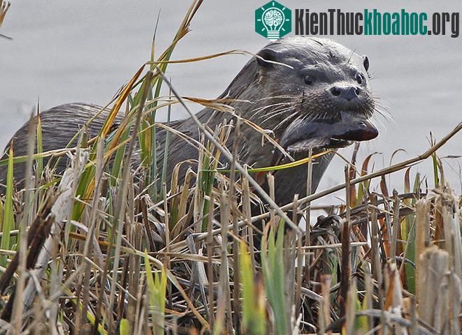 Một con rái cá bắt cá trong khu bảo tồn Minsmere ở Suffolk, Anh.