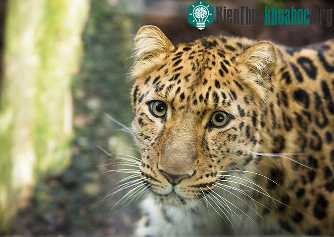 Một con báo Panthera trong vườn thú Edinburgh, Anh. Hiện chỉ có khoảng 35 cá thể của loài báo này trong tự nhiên.