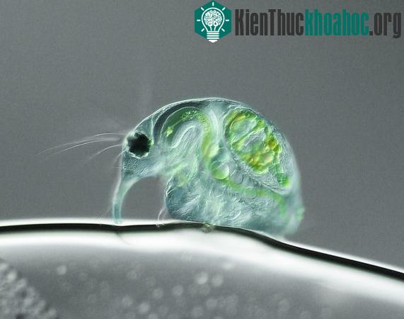 Những bức ảnh Micro đẹp nhất năm 2011