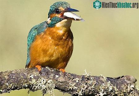 Khoảnh khắc đẹp của chim bói cá ảnh 9