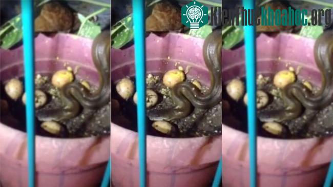 Gà mái ghé đầu vào chậu cây và liên tục mổ lên người con rắn, khiến nó phải sợ hãi trốn chạy.
