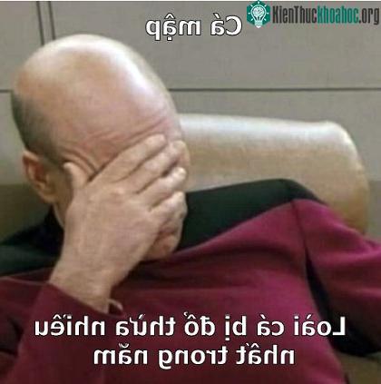 Cá mập được xem là nguyên nhân chính dẫn đến việc đứt cáp quang.