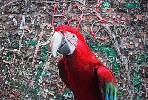 Bức tường bã kẹo cao su nổi tiếng ở Mỹ ảnh 0