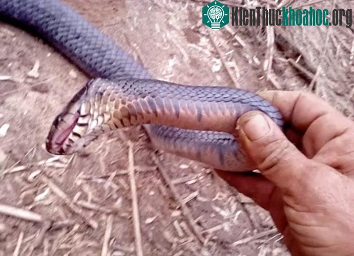 Con rắn há miệng giả chết, mặc cho chuyên gia người Mỹ cầm lên.