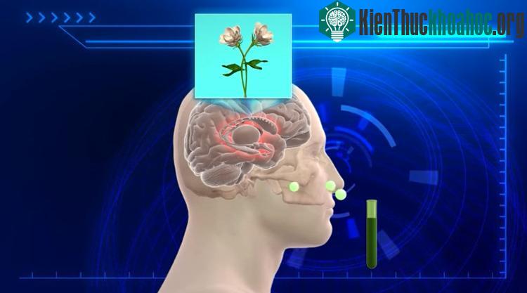 Loại nước hoa có thể chặn các thụ thể khứu giác con người tiếp xúc với phân tử mùi hôi, ngăn não nhận dạng mùi hôi.