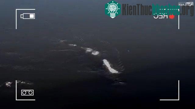 Sinh vật biển ẩn hiện dưới làn nước sông Alaska. (Ảnh: Liveleak).