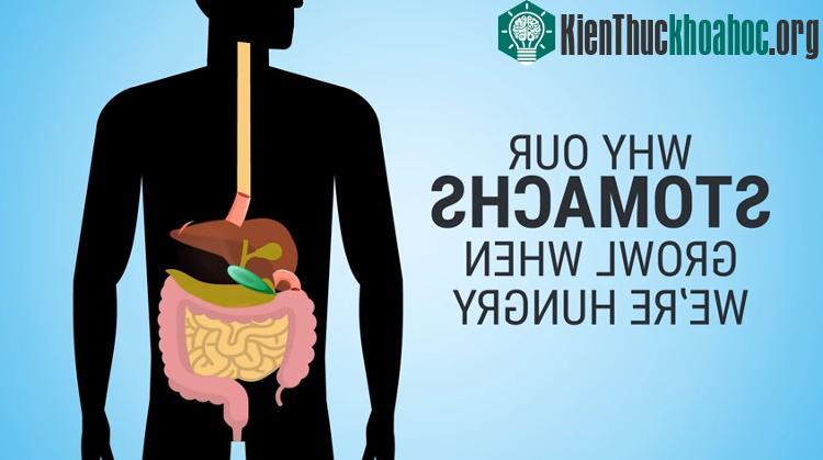Tiếng kêu được phát ra do sự chuyển động của các cơ bắp trong hệ tiêu hóa bao gồm dạ dày, ruột non và ruột già. (Ảnh chụp từ clip).