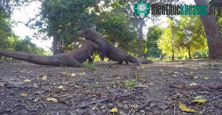 Hai con rồng Komodo lao vào chiến đấu ác liệt. (Ảnh chụp từ clip).