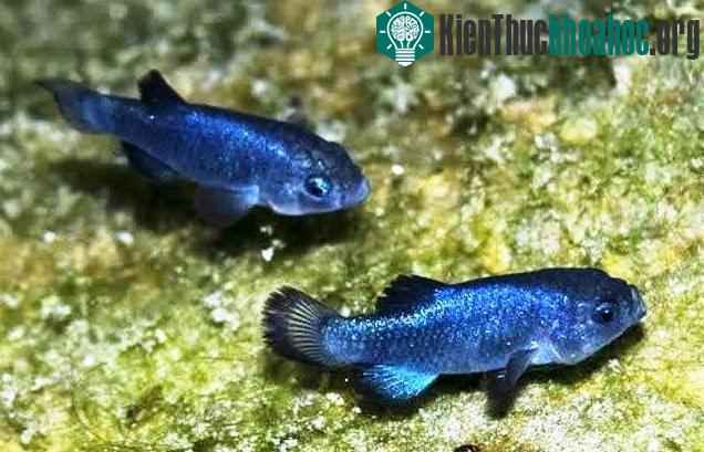 Loài cá Devils Hole pupfish.