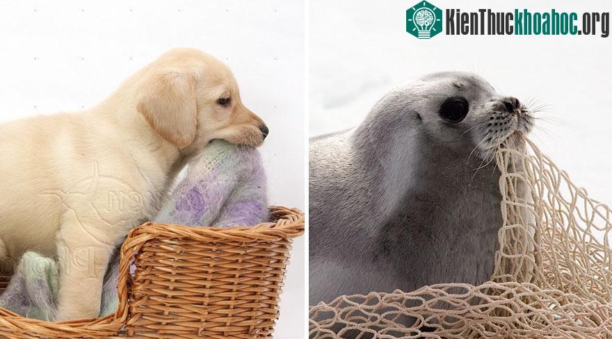 Chùm ảnh chứng minh hải cẩu cũng chẳng khác mấy những chú chó nhà ảnh 11