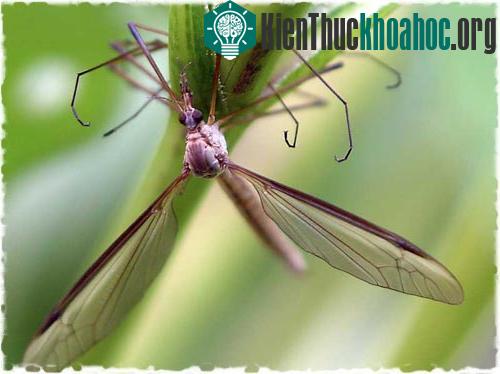 Muỗi - Loại côn trùng đáng sợ nhất với con người ảnh 14