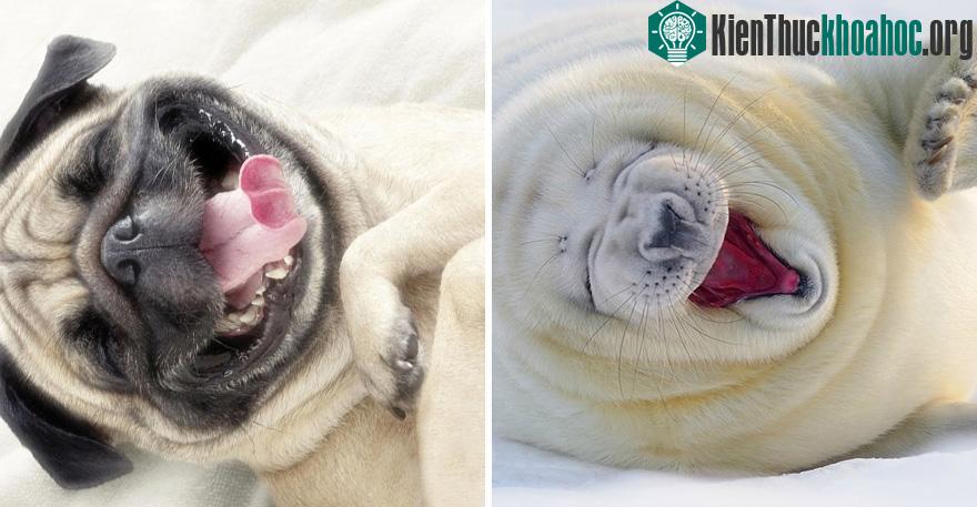 Chùm ảnh chứng minh hải cẩu cũng chẳng khác mấy những chú chó nhà ảnh 17