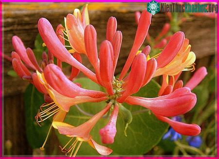 Hoa nói lên điều gì ? ảnh 18
