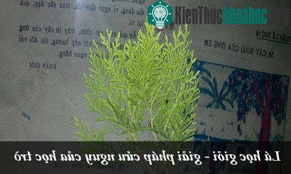 Tương truyền chỉ cần ép lá học giỏi vào sách thì học bài sẽ nhanh thuộc hơn rất nhiều.