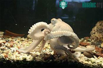 10 động vật thông minh nhất ảnh 3