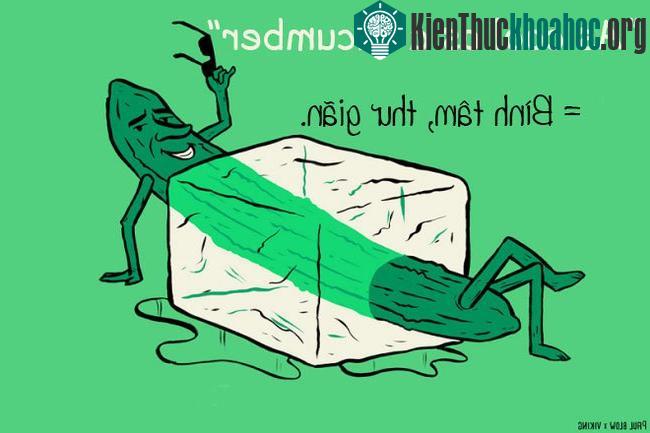 Cụm từ "As cool as a cucumber - Mát như quả dưa chuột" được dùng với nghĩa là trạng thái thư giãn, bình tâm, vui vẻ.