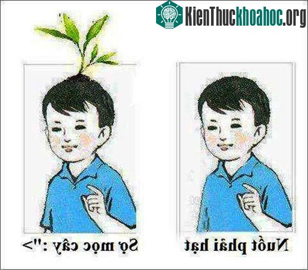 Nỗi sợ ngày thơ ấu khi nuốt phải hạt trái cây là bị phụ huynh dọa sẽ mọc thành cây trong bụng