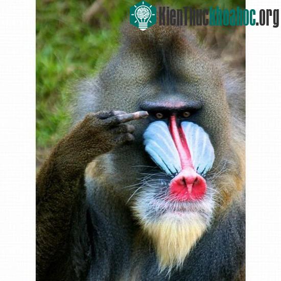 'Bể bụng' vì những pha hài hước của động vật ảnh 3