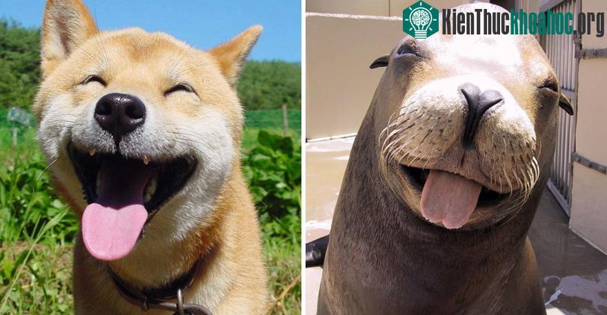 Chùm ảnh chứng minh hải cẩu cũng chẳng khác mấy những chú chó nhà ảnh 4