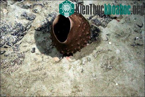 Khám phá đáy biển Nam Cực ảnh 5