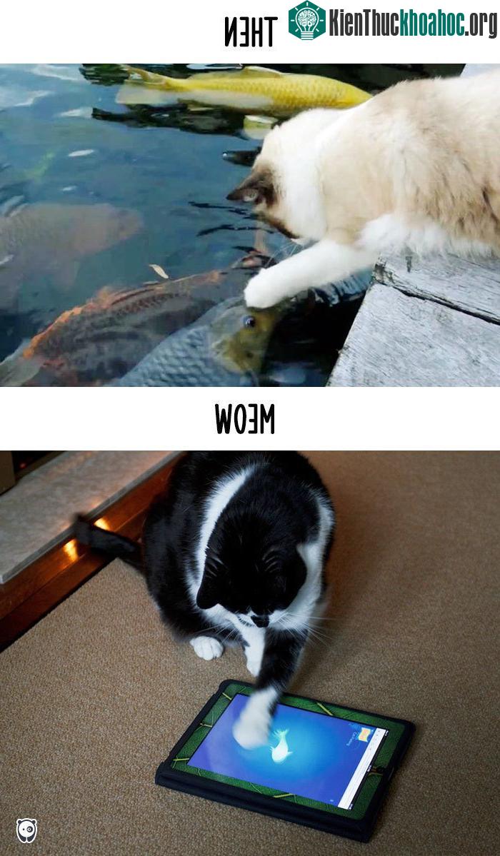 Bắt cá