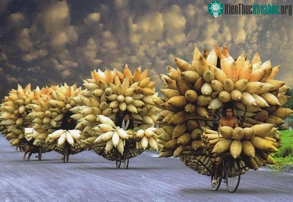 Ai nói xe đạp không thể chở nhiều được.
