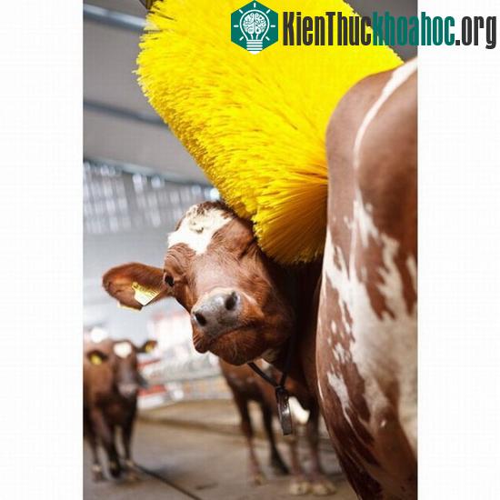 'Bể bụng' vì những pha hài hước của động vật ảnh 8