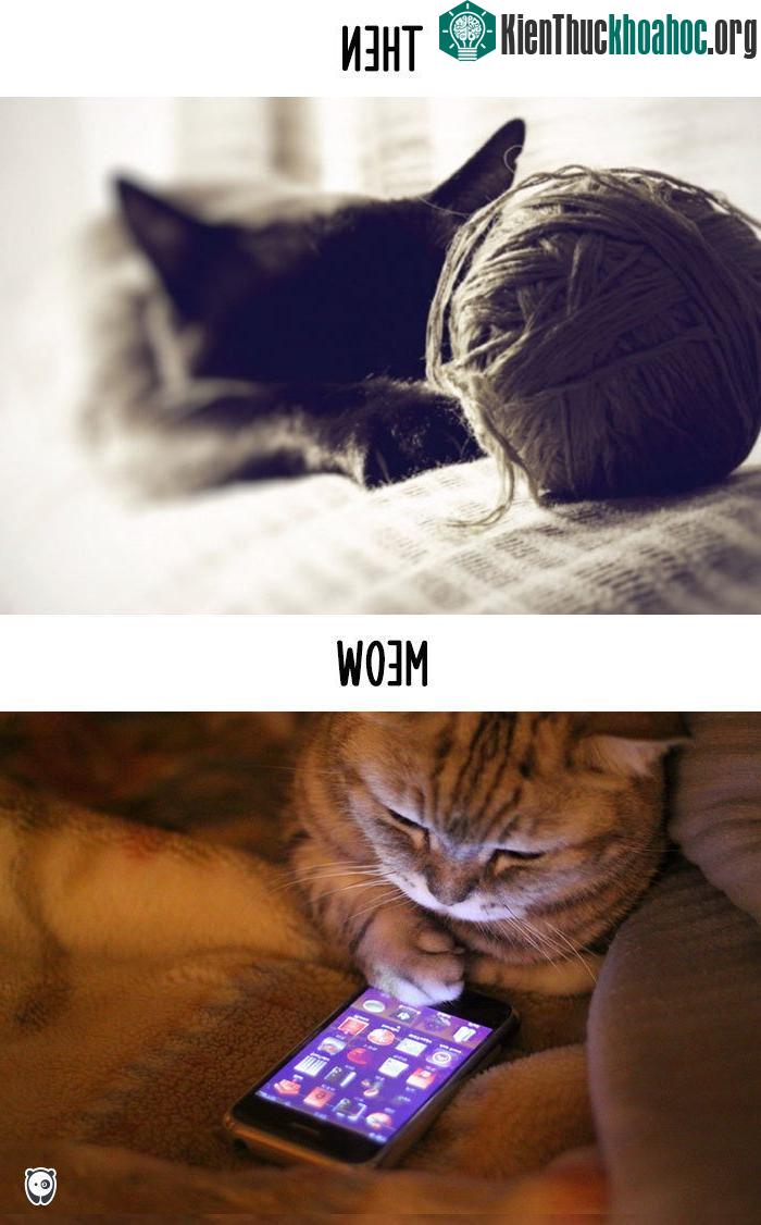 Giải trí