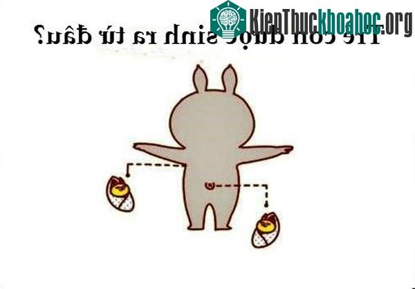Em bé chui ra từ nách hay từ rốn là câu trả lời quen thuộc của bố mẹ.
