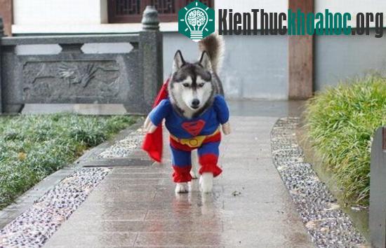 'Bể bụng' vì những pha hài hước của động vật ảnh 9