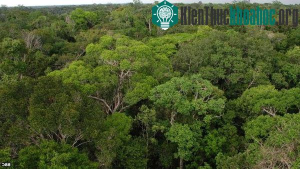 Rừng mưa Amazon, khu dự trữ sinh quyển của loài người, khu vực có ảnh hưởng lớn đến quá trình hấp thụ và giải phóng carbon vào khí quyển. (Ảnh: BBC)