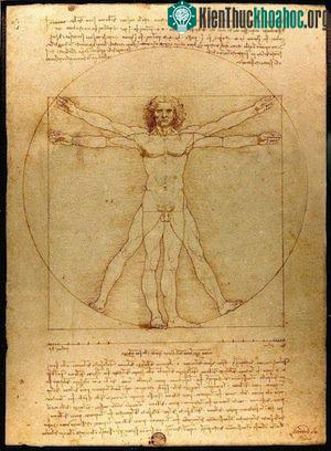 Chiều dài các bộ phận trên cơ thể trong bức Vitruvian Man cũng tuân theo tỉ lệ vàng