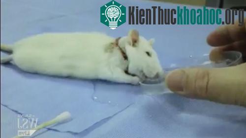 Con chuột được ghép đầu có thể uống nước. (Ảnh chụp màn hình: WSJ)