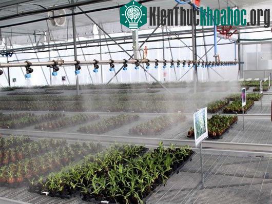 Hệ thống tưới nước trong khu nhà kính. (Ảnh: Mạnh Linh/TTXVN)