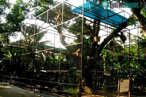 Khu vực của voọc đen má vàng sống. (Ảnh: WAR)