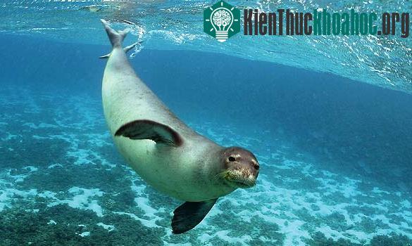 Một con sư tử biển đang chơi đùa trong công viên hải dương Nam Australia.